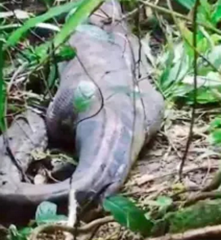 Na Indonésia, mulher é atacada por cobra píton 