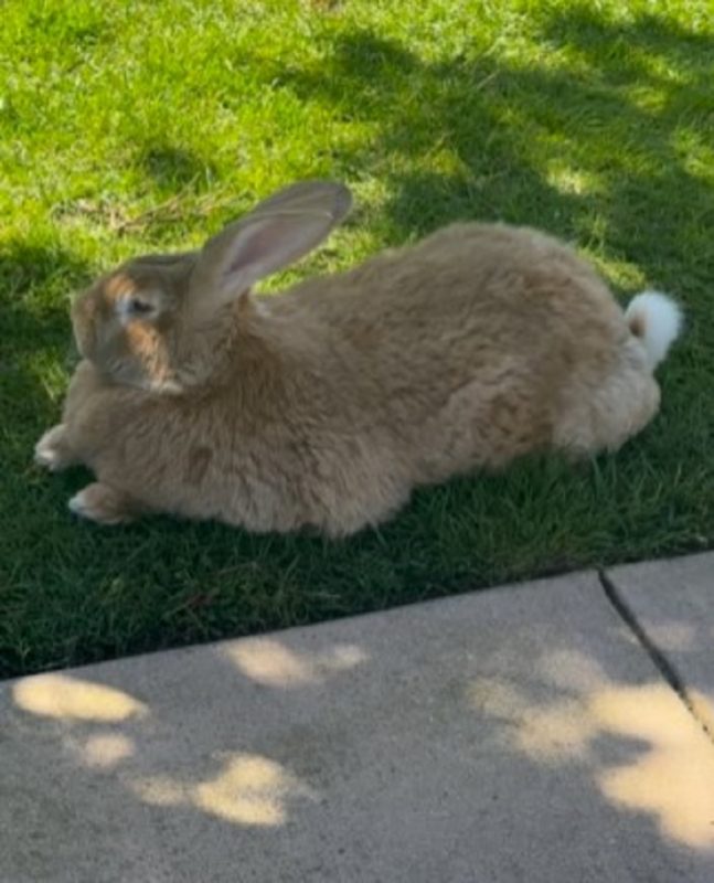 Coelho gigante Alex