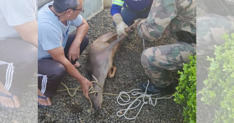 Cervo com diversas escoriações é resgatado pela Polícia Ambiental