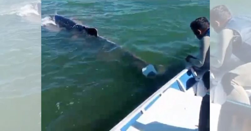 Momento em que baleia é salva por empresário 