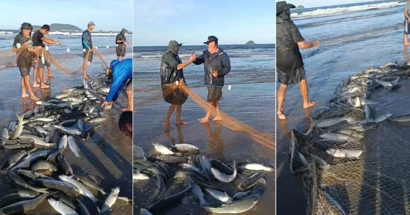 Após feriado com mais de 60 mil tainhas pescadas, junho começa com safra promissora