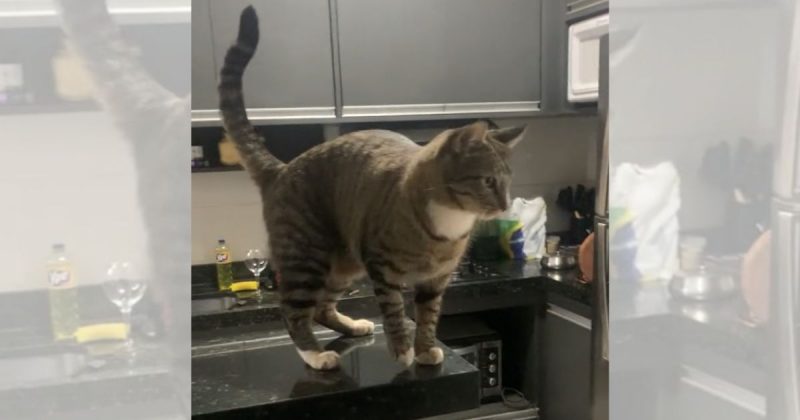 Gato reage contra dona após ração acabar 