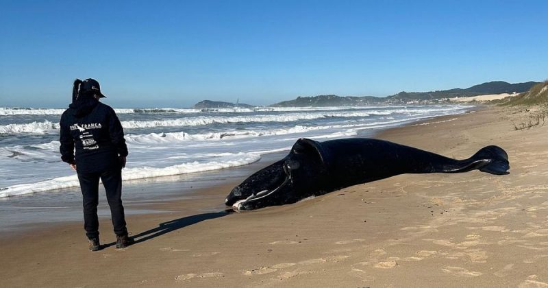 Animal encalhou sem vida na praia da Ibiraquera, em Imbituba, neste domingo (30) – Foto: Instituto Australis/Divulga&ccedil;&atilde;o/ND