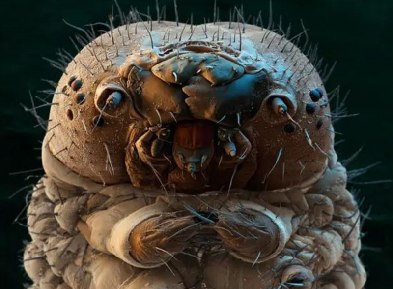 Ácaros nos cílios são comuns e aumentam a população conforme o aumento da idade do humano