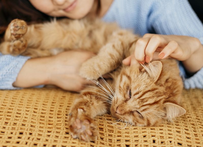 Gatos deitando com tutora