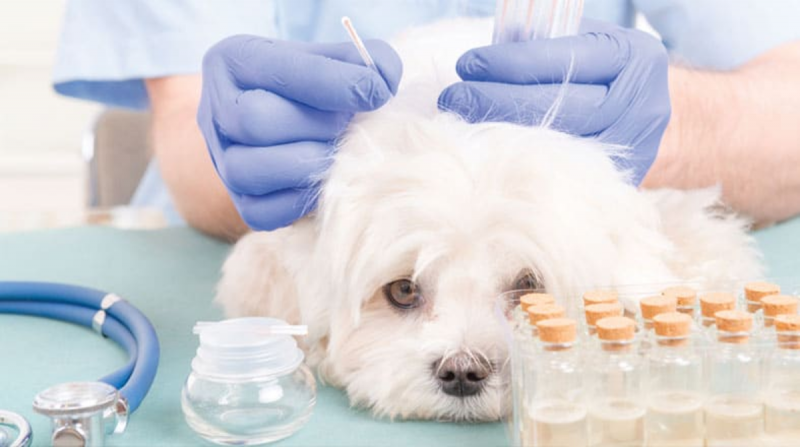 doguinho recebendo acupuntura
