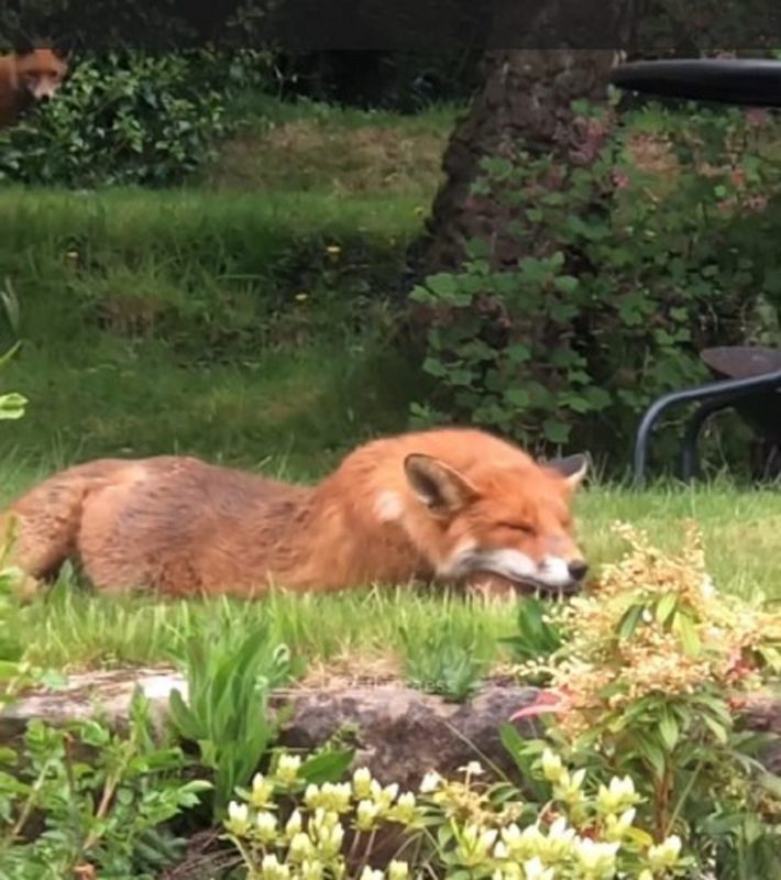 Raposa descansando em jardim de mulher