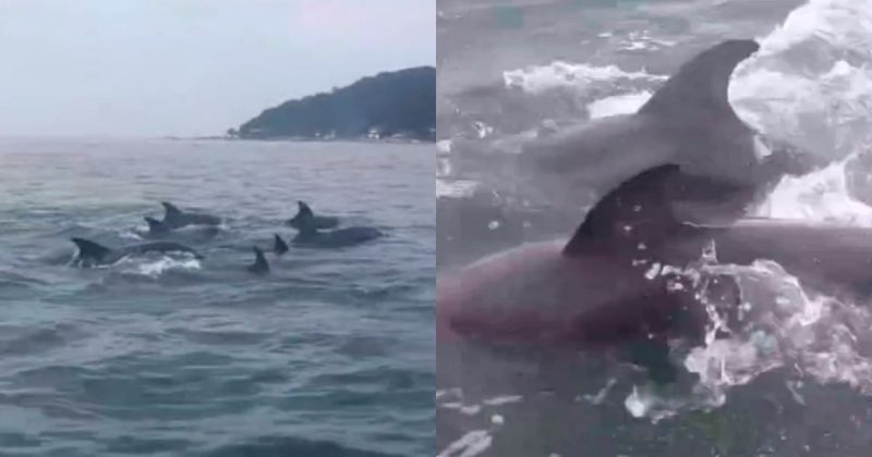 Golfinhos fazem rara aparição em praia do Norte de SC