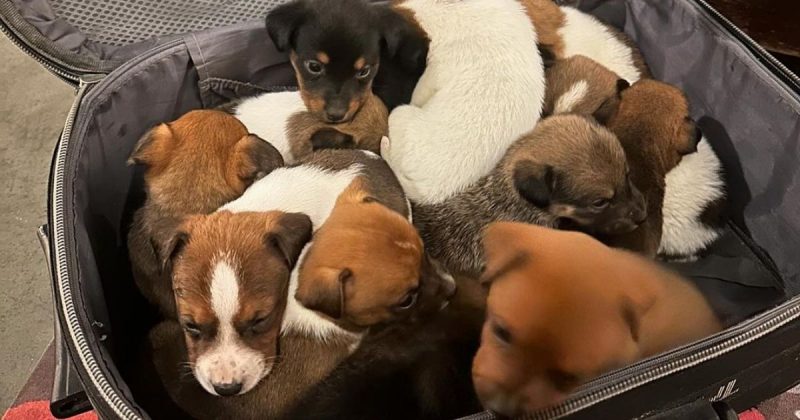 – Foto: Reprodu&ccedil;&atilde;o/Arquivo Pessoal