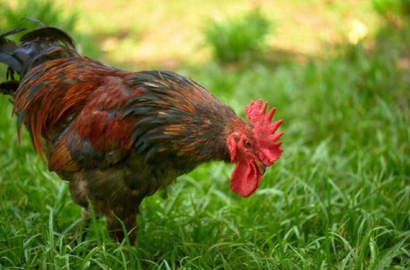 Pacote de Frango levou a morte em Chapecó