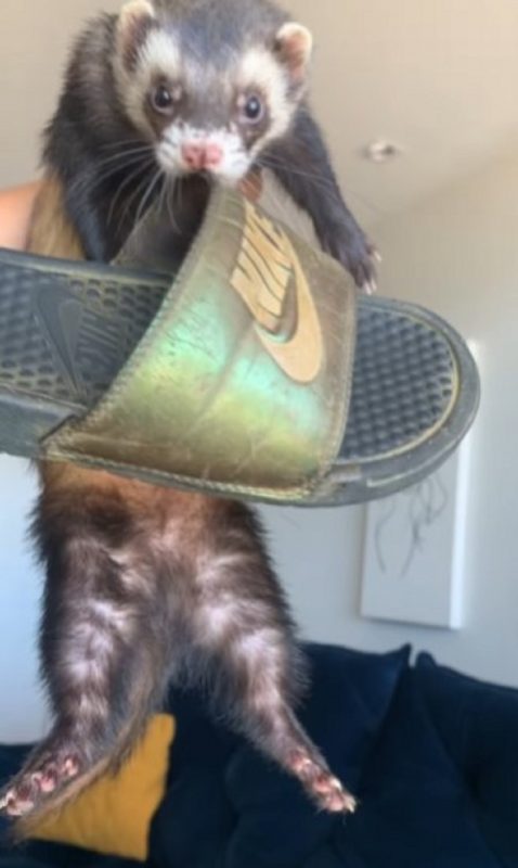 Furão ladrão rouba chinelos de tutora