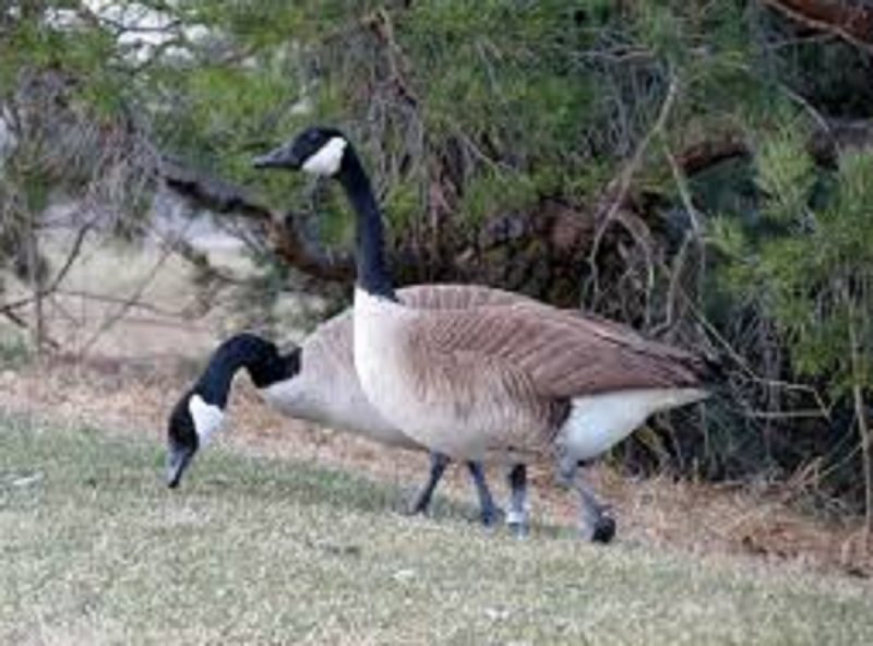 Gansos-do-canadá são uma espécie de animais monogâmicos 