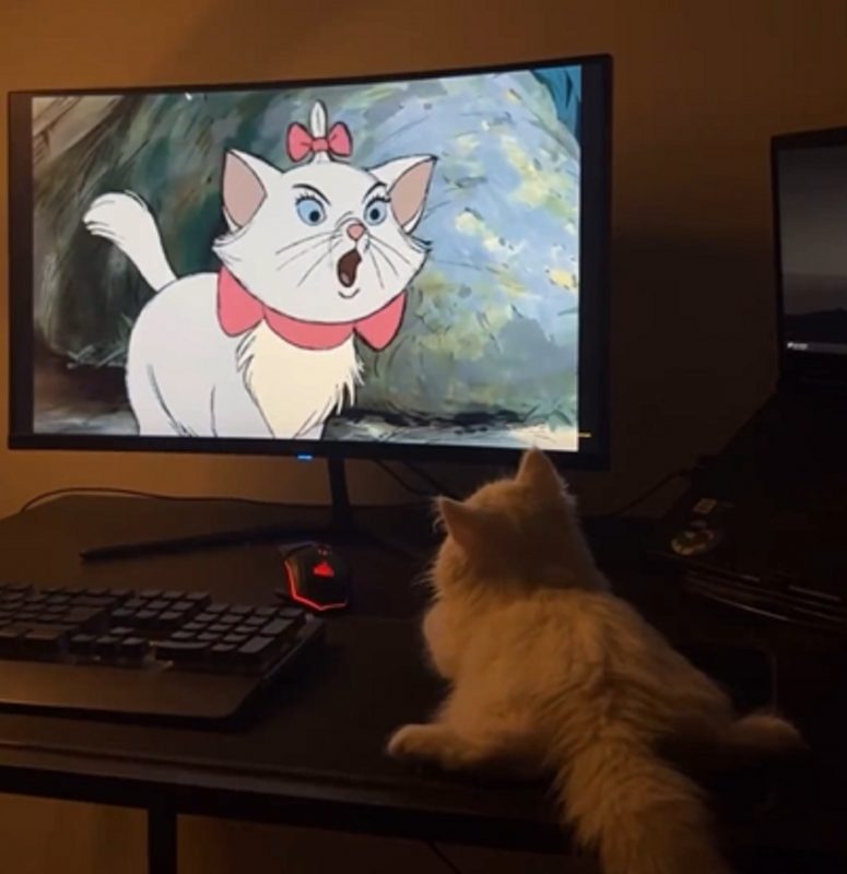 Gata apaixonada pela televisão encontra a irmã gêmea na telinha 