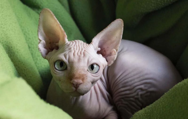 Para melhor higienização, é recomendado banhos entre 30 ou 40 dias nesses animais