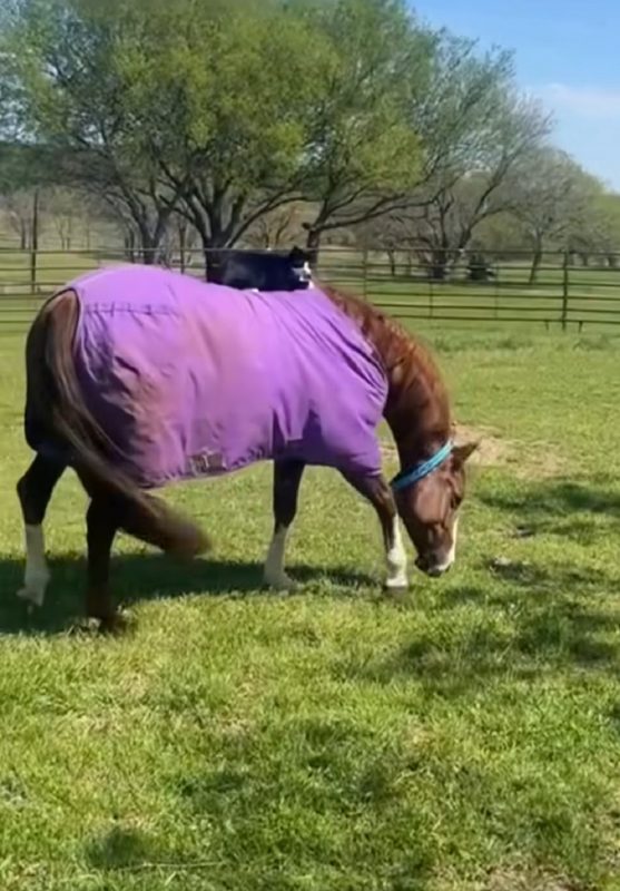 Gato viraliza em cena para lá de inusitada