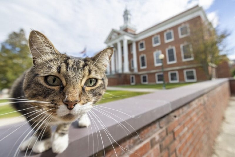Doutor felino vive andando pelo campus da universidade