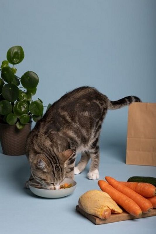 Gato comendo alimentos saudáveis com várias frutas e legumes 