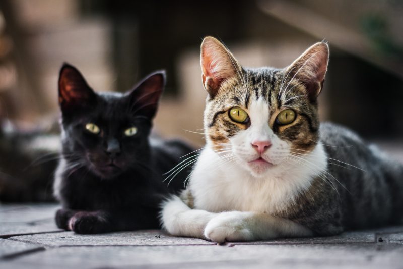 Gatos deitados em cima de calçada e olhando para direção da câmera 