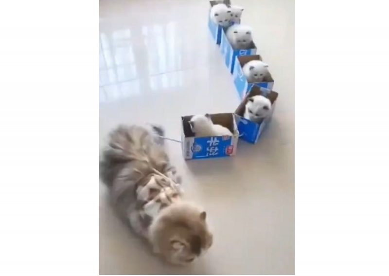 Trenzinho de gatos encanta