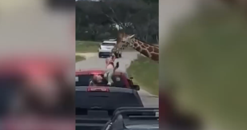 Imagem mostra momento em que girafa ergue bebê. 