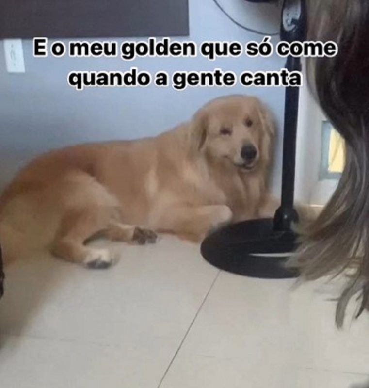 O "Golden Retriver Mimado" espera deitado seus tutores cantarem