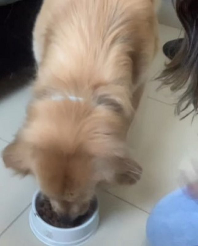 Após ouvir a música, o cachorro vai direto se alimentar 