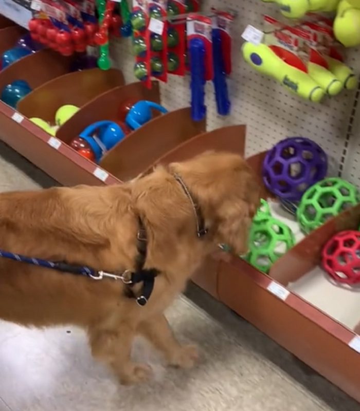 Archie, um Golden Retriever emocionado viralizou em vídeo de comoção, onde escolhe o primeiro brinquedo da vida