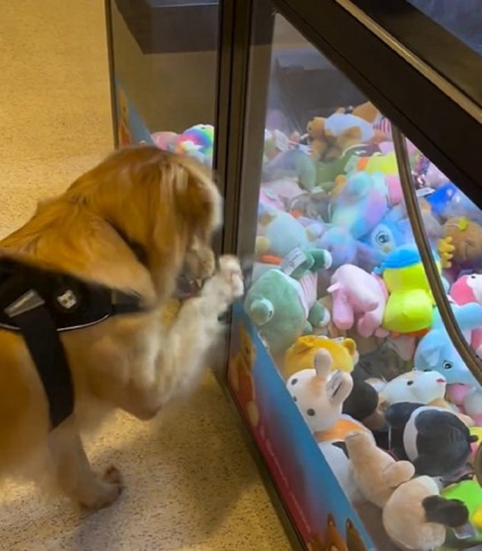 Golden Retriever queria pelúcia de uma maquina 