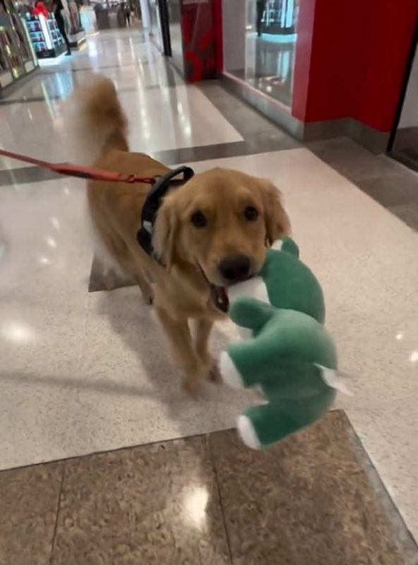 Tutora lhe deu um presente surpresa