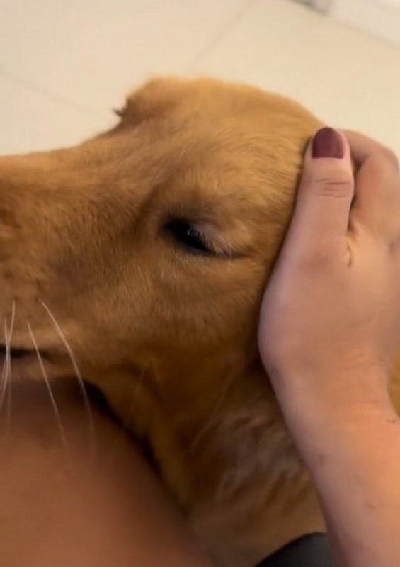 Somente ap&oacute;s alguns carinhos a tutora consegue ser ‘liberada’ – Foto: Internet/Reprodu&ccedil;&atilde;o/ND