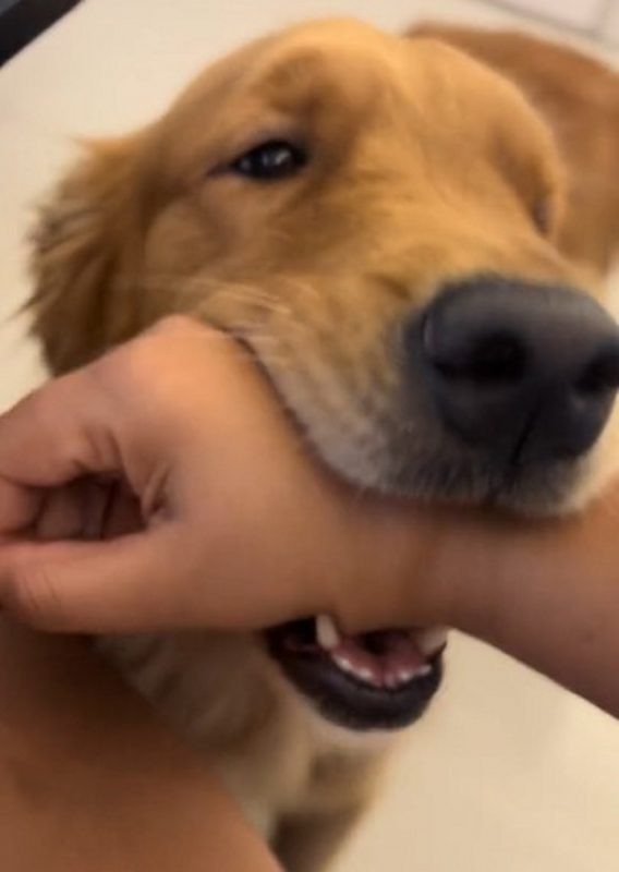 Golden retriever s&oacute; soltou sua tutora quando recebeu carinho – Foto: Internet/Reprodu&ccedil;&atilde;o/ND