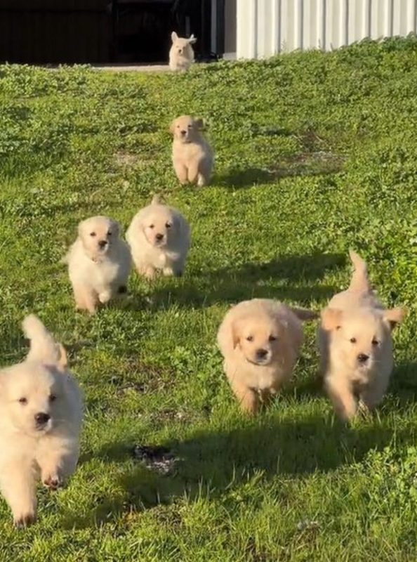 O “ataque dourado” j&aacute; conta com 27 milh&otilde;es de visualiza&ccedil;&otilde;es – Foto: Internet/Reprodu&ccedil;&atilde;o/ND