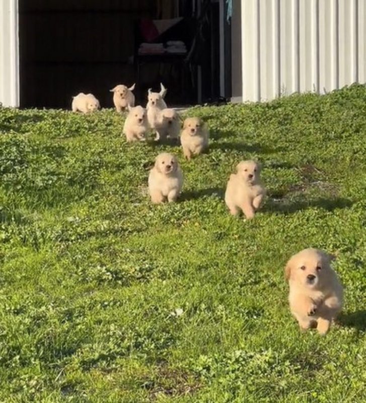 Matilha de filhotes de Golden Retriever esbanjam fofura em vídeo