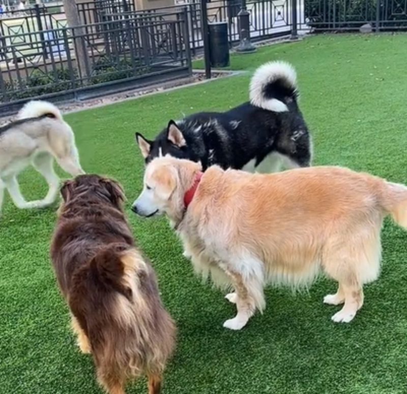 Goldie, uma Golden Retriever idosa com 10 anos não desiste de fazer amizade