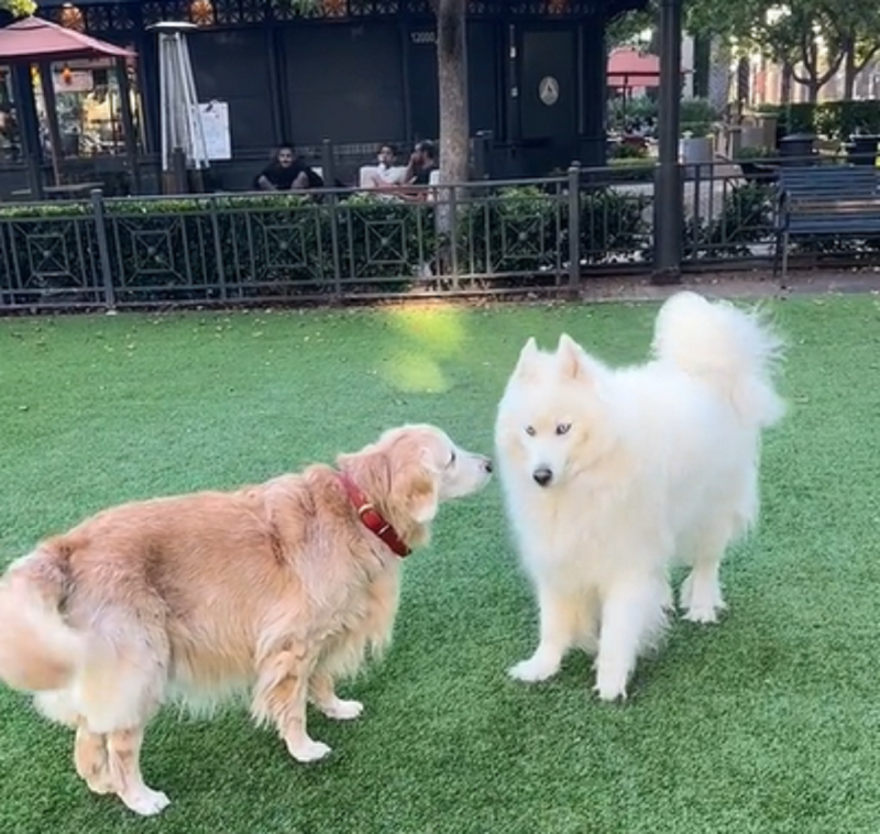 Goldie, uma cachorra da raça Golden Retriever é ignorada por pets 