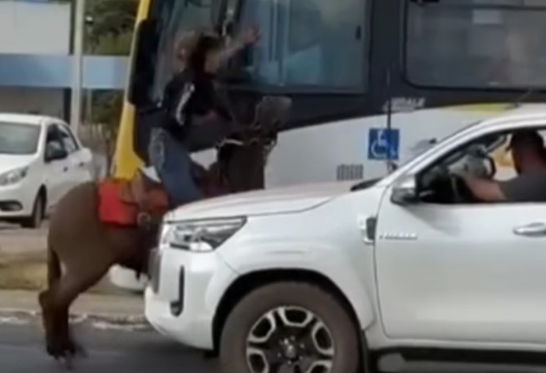 Briga de trânsito entre homem com cavalo e motorista de ônibus