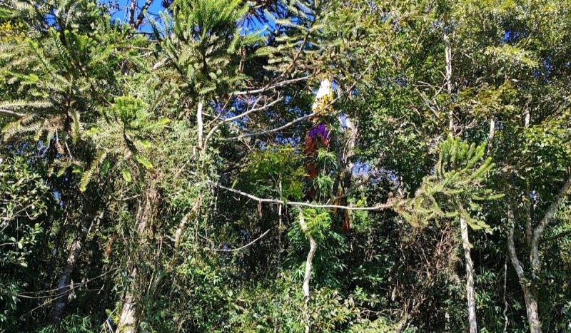 foto mostra parapente preso sobre árvores