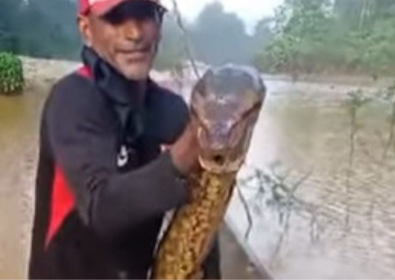 Sucuri enorme apareceu em malhadeira 