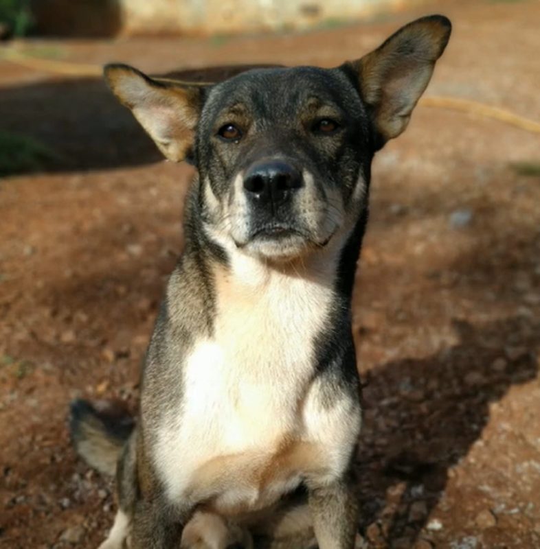 Dianda Soares se deparou com uma surpresa, adotou um cão da raça Husky Siberiano e agora tem um vira-lata