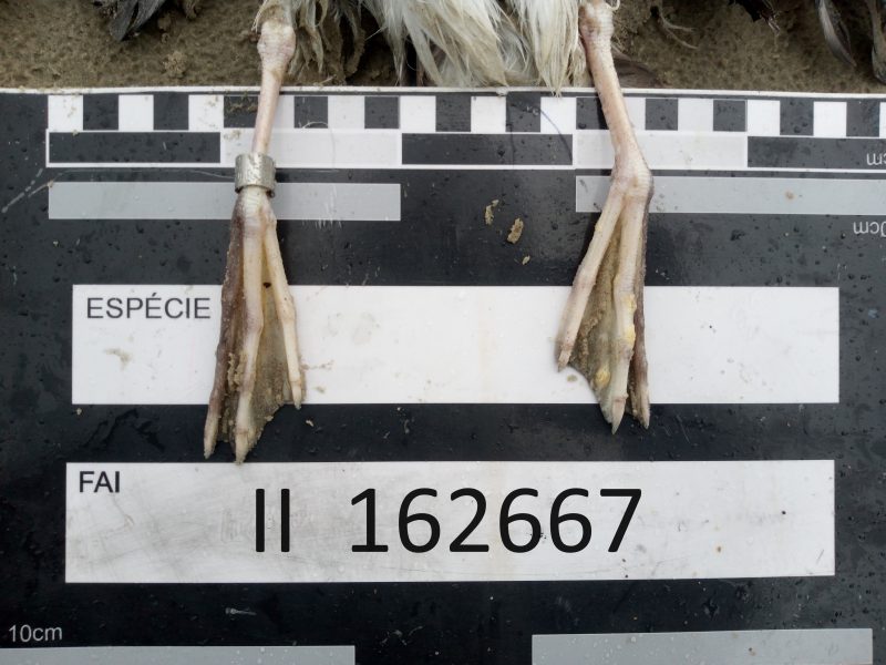 Ave de Portugal é encontrada morte em praia de SC