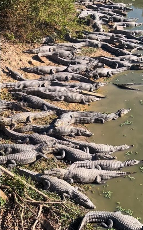 O registro mostra os jacarés no Pantanal.