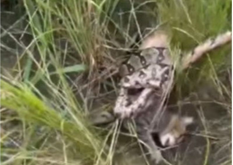 Gatinho conta com ajuda e se livra de jiboia