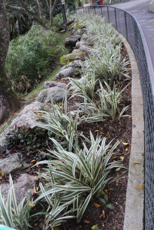 Processo de compostagem, será uma das atividades expostas para a campanha Junho Verde