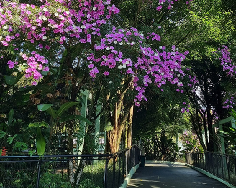Zoo Pomerode prioriza a utilização de mudas nativas na arborização