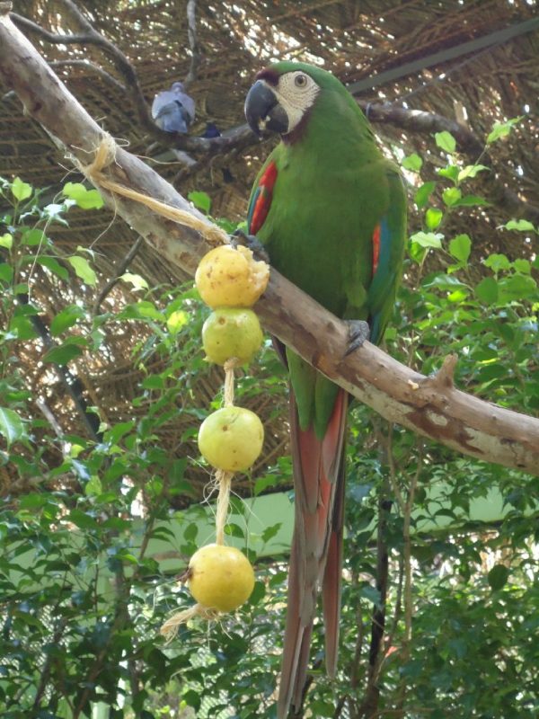 Ave em árvore no zoológico de Pomerode