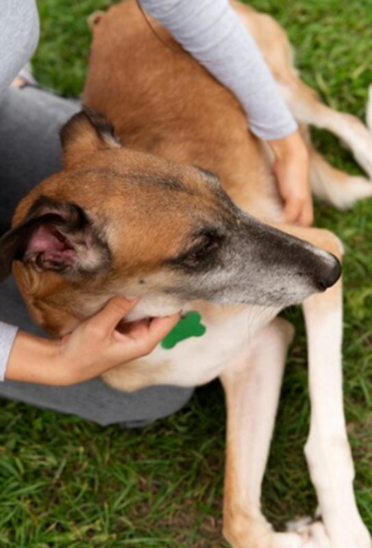Leishmaniose canina: cachorro deitado na grama recebendo carinho de tutor 