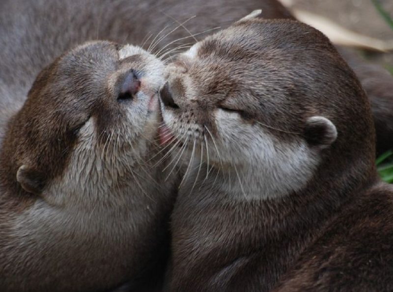 Lontra faz parte da lista dos animais mais fofos do mundo 