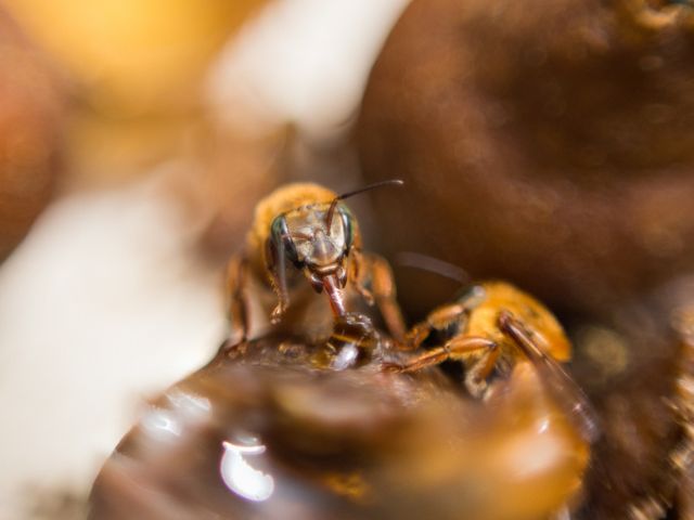 Um dos objetivos dos eventos &eacute; incrementar a cria&ccedil;&atilde;o de abelhas e seus produtos – Foto: Rafael Censi Borges/Epagri/ND