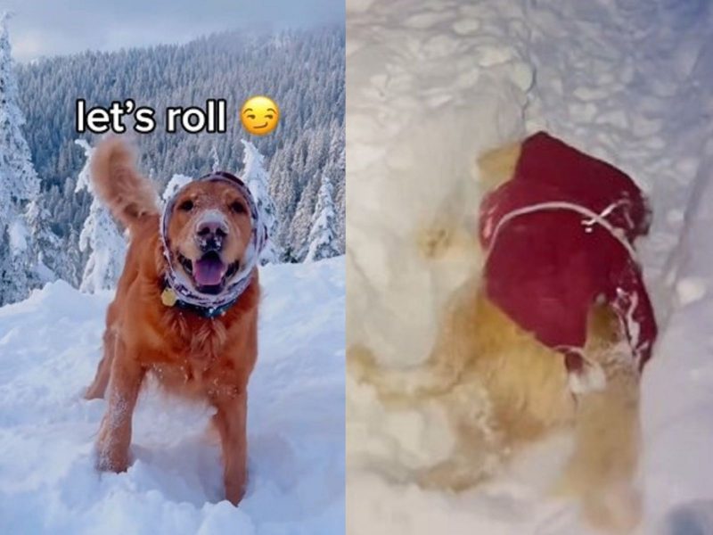 Montagem de fotos do cachorro durante brincadeira na neve 