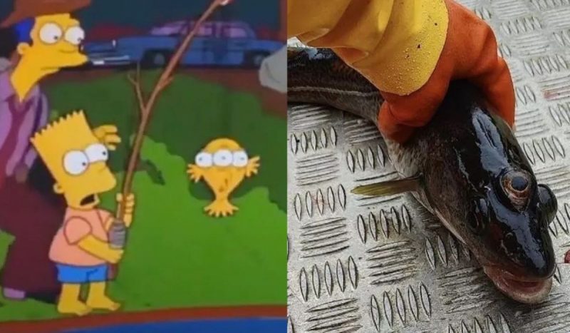 Os Simpsons previram que peixe de três olhos seria fisgado